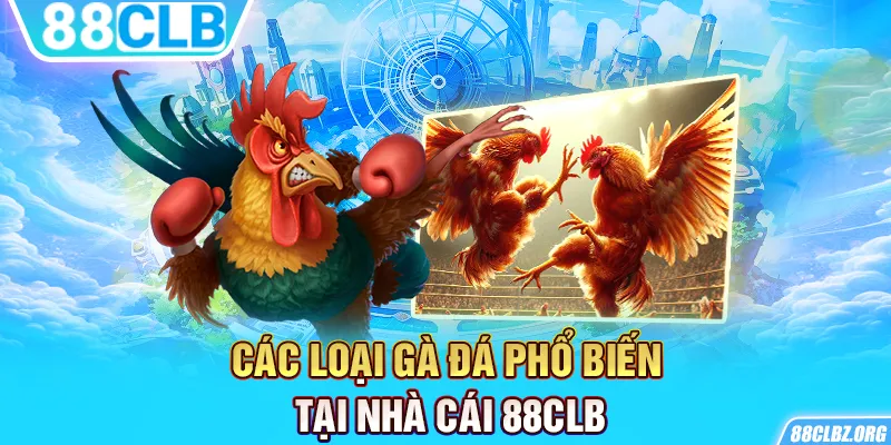 Các loại gà đá phổ biến tại nhà cái 88CLB