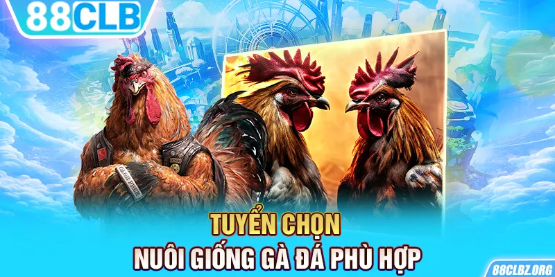 Tuyển chọn nuôi giống gà đá phù hợp