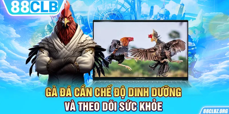 Gà đá cần chế độ dinh dưỡng và theo dõi sức khỏe