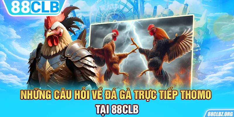 Những câu hỏi về đá gà trực tiếp Thomo tại 88CLB